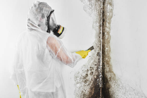 Best Toxic Mold Removal  in San Benito, TX