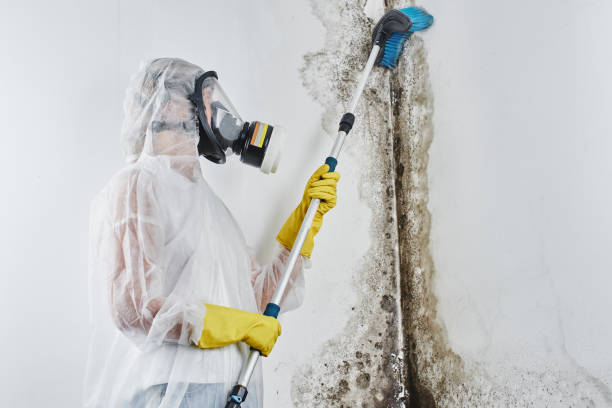 Best Mold Removal Company Near Me  in San Benito, TX