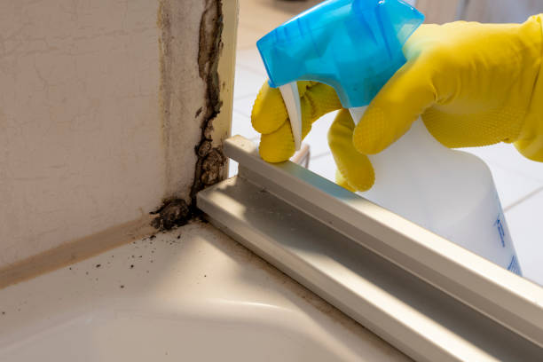 Best Fast Mold Removal  in San Benito, TX