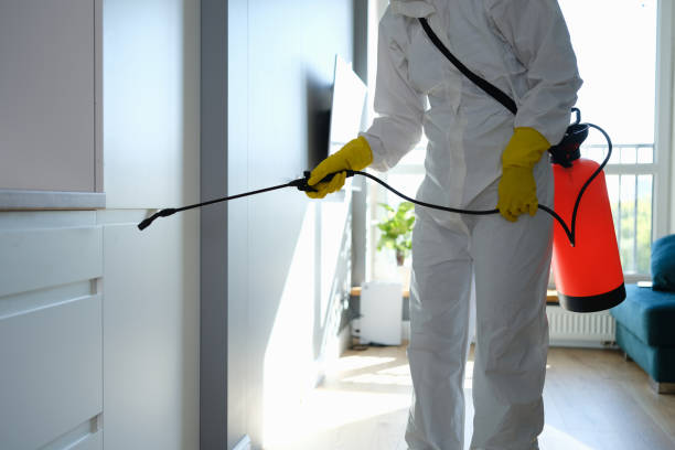 Office Mold Removal Services in San Benito, TX
