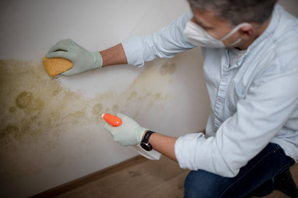 Best Residential Mold Removal  in San Benito, TX