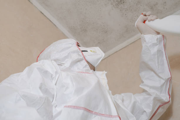Best Office Mold Removal Services  in San Benito, TX