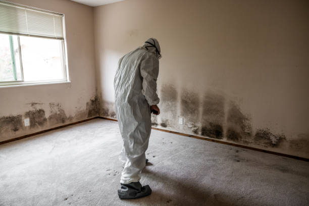 Best Mold Testing  in San Benito, TX