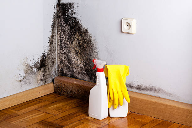 Best Mold Cleaning Services  in San Benito, TX