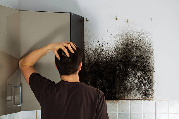 Best Home Mold Removal  in San Benito, TX