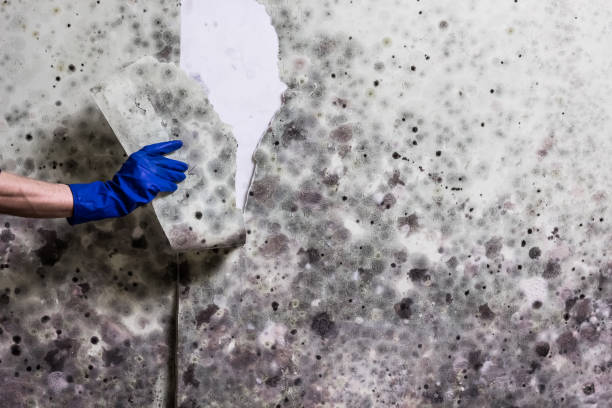 Best Mold Remediation  in San Benito, TX